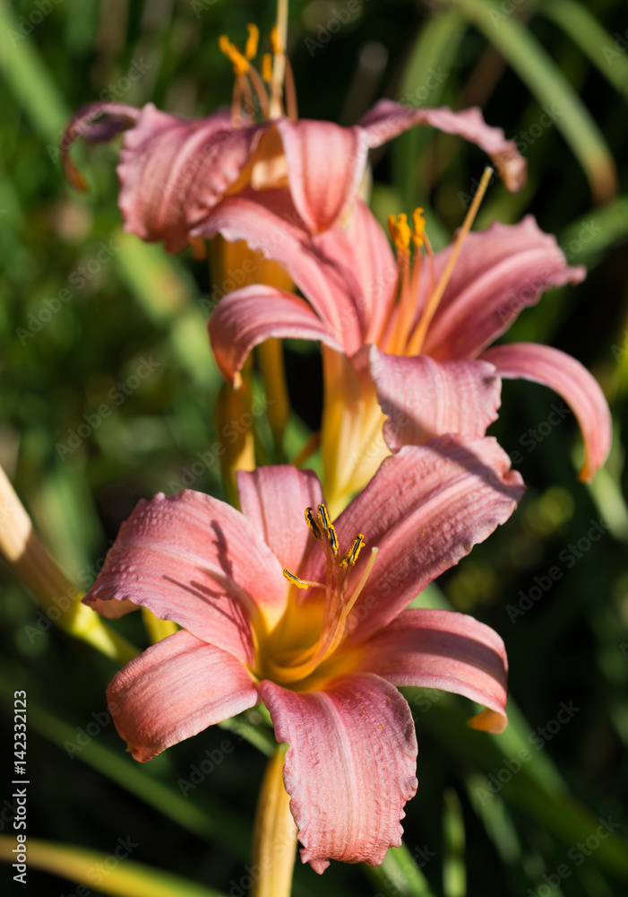 Lily  flower close-up