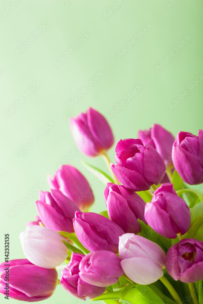 beautiful purple tulip flowers background