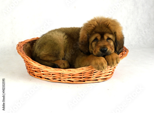 Pies Mastiff Tybetański