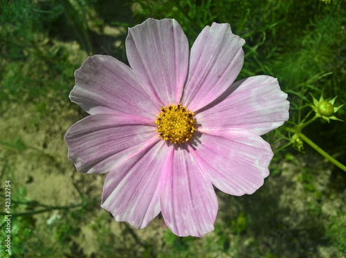 Mexican Aster  Cosmos . White pink flower in shine of the sun. Grass in the background