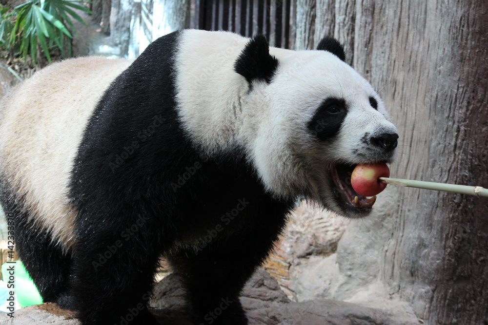 Male panda in Thailand is getting a big red apple from the keeper as a special treat