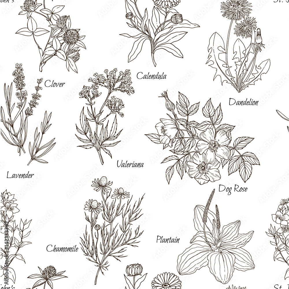 Vector seamless pattern, white background and named medicinal herbs and ...
