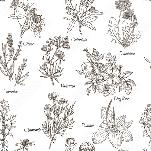 Vector seamless pattern, white background and named medicinal herbs and flowers