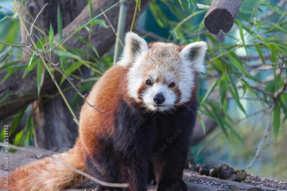 Roter Panda Roter Panda