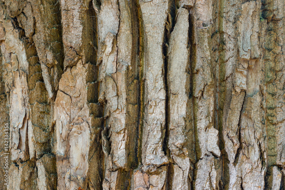 Naklejka premium Bark background