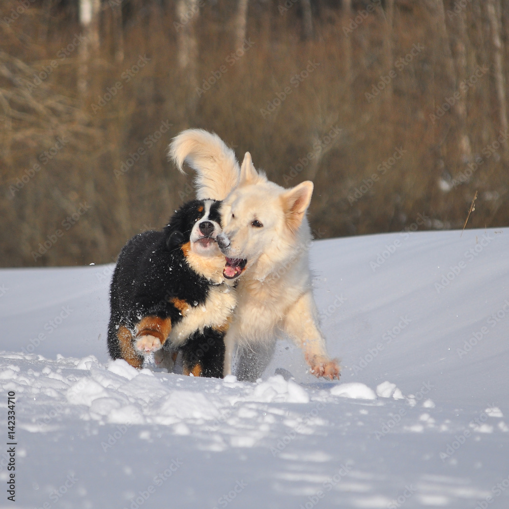 Naklejka premium Berner sennenhund puppy with white shepherd dog