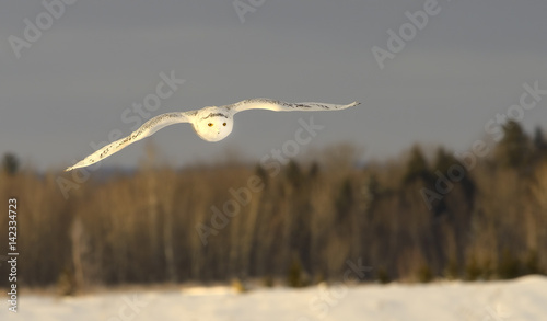 Harfang des neiges vers une proie