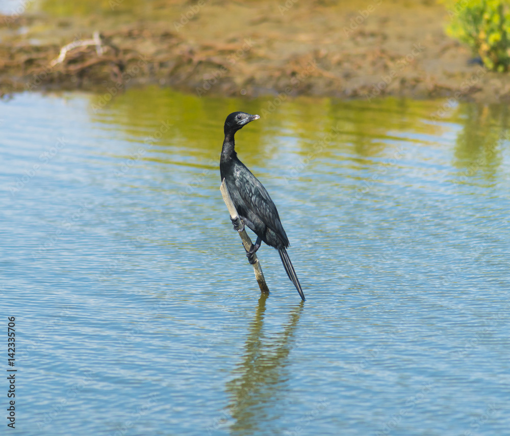 Fototapeta premium Great Cormorant (Phalacrocorax carbo) perched on a wooden pole in the water