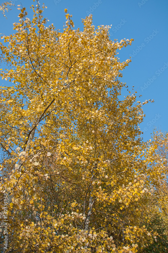 Yellow autumn birch foliage against a clear blue sky background Yellow autumn birch foliage against a clear blue sky background