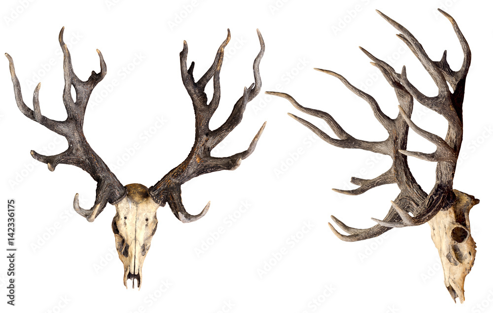 Obraz premium Czaszka głowy jelenia Schomburgka na białym tle na białym tle, wymarłe zwierzęta