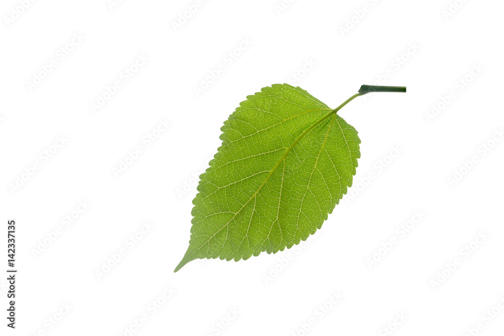 Fototapeta premium Green leafs isolated.