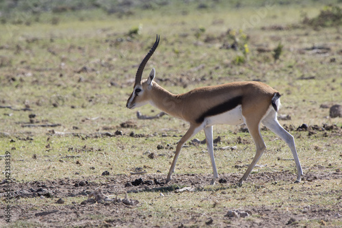 The male of Thompson's gazelle who walks on a dry savanna on a hot day