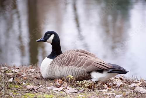 Canada goose, Branta canadensis. Wildlife animal. Single bird resting near lake in the park