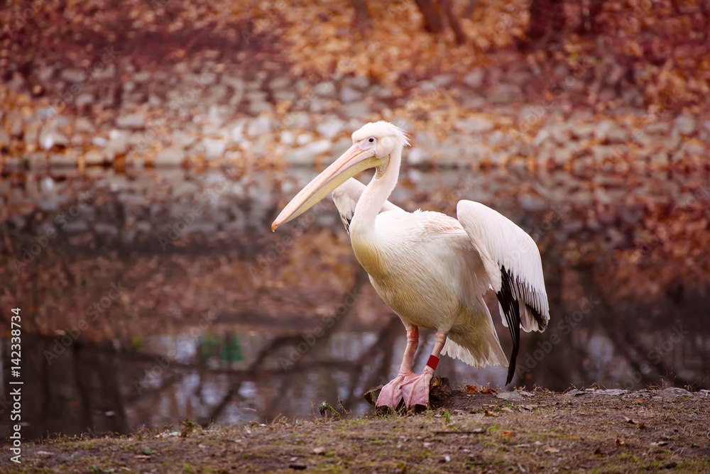 Obraz premium Pelican bird with pink beak near the lake in autumn park, natural background