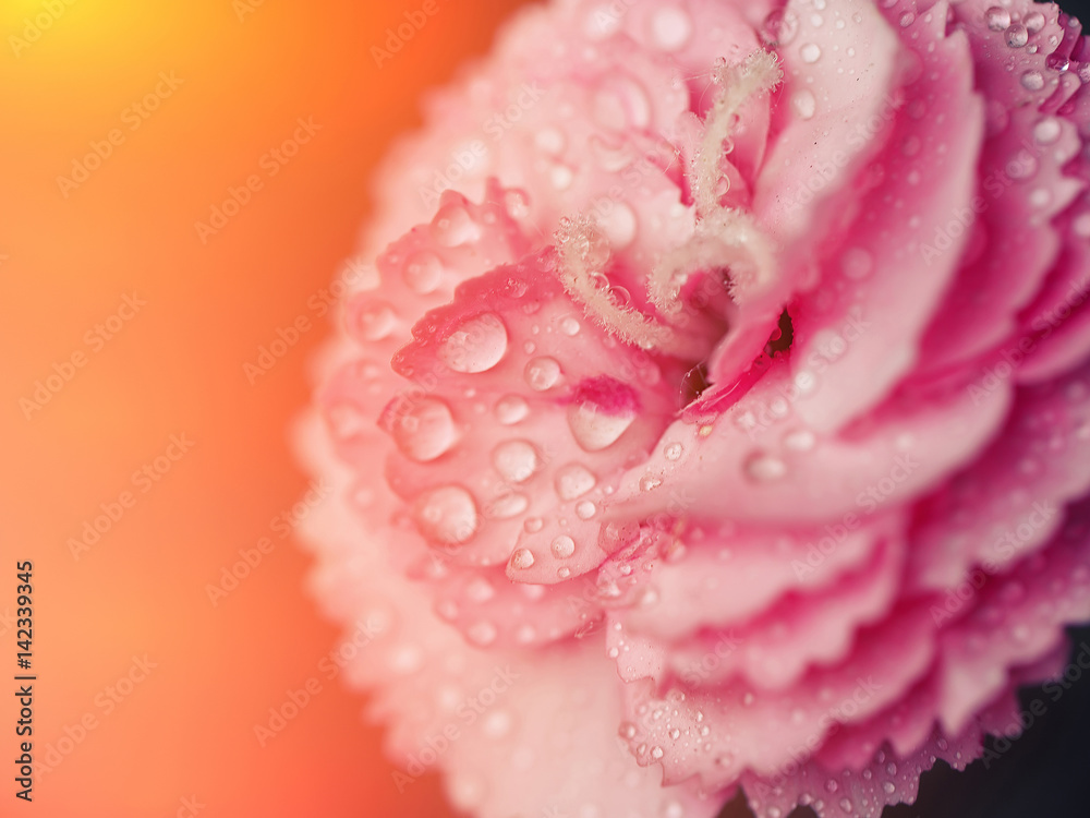Morning dew on Carnation