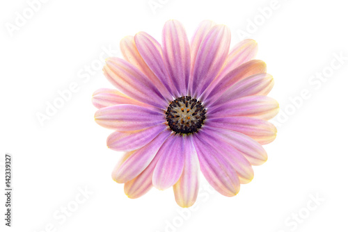 Pink Osteospermum Daisy or Cape Daisy flower