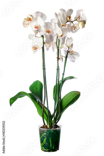 White orchid in pot