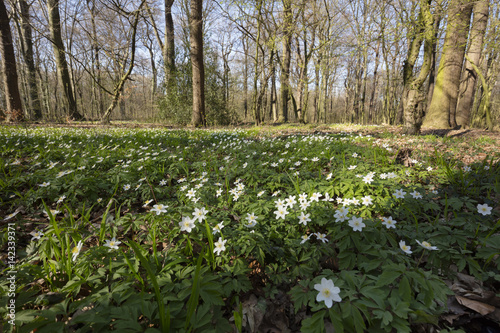Buschwindröschen (Anemone nemorosa) im Wald, Nordrhein-Westfalen, Deutschland, Europa