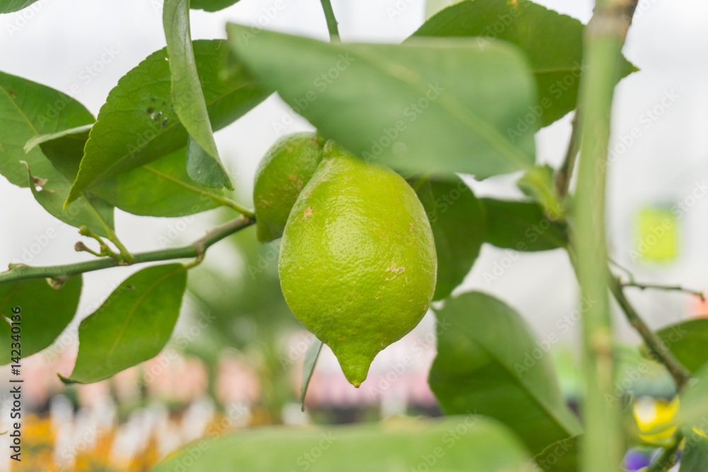Lemons on a lemon tree indoors in the UK.