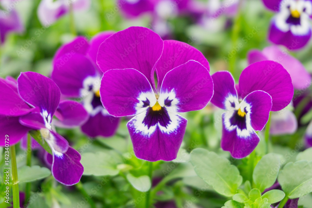 Flowers blooming in springtime in the countryside, UK. Flowers blooming in springtime in the countryside, UK.