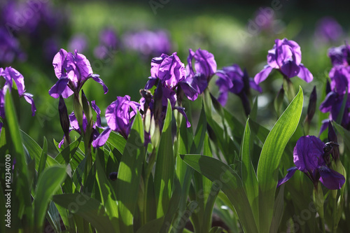 Floral background  purple irises on a flower bed.