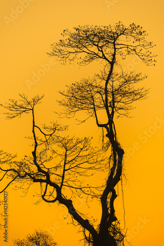 Fototapeta Naklejka Na Ścianę i Meble -  Branch of tree with sunset