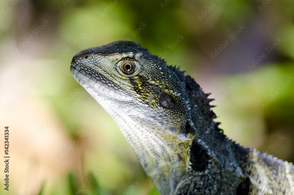 Obraz premium Lizard