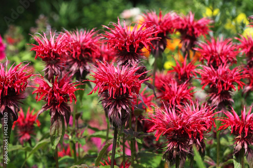 Floral background, flowers of Monarda didyma of red color. photo