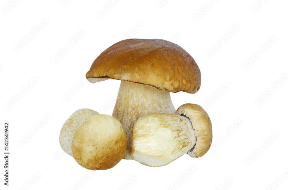 White mushrooms (lat. Boletus edulis) isolated on white background White mushrooms (lat. Boletus edulis) isolated on white background