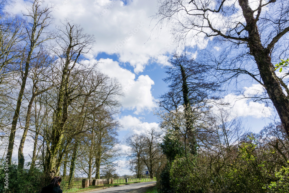 Obraz premium Bare trees against a blue sky white cloud background, UK.