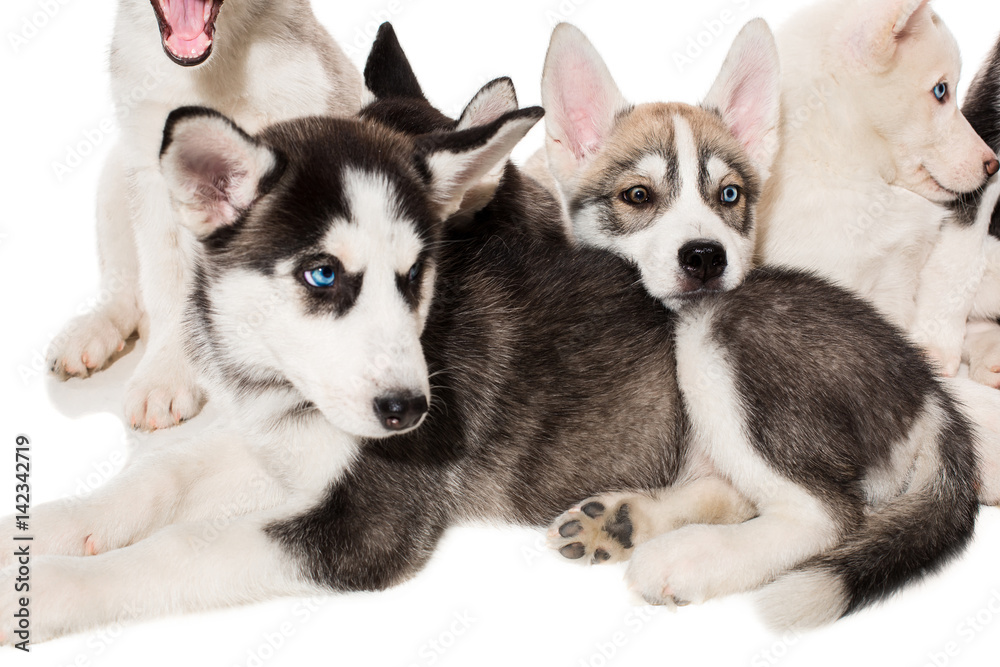 group of happy siberian husky puppies on white group of happy siberian husky puppies on white