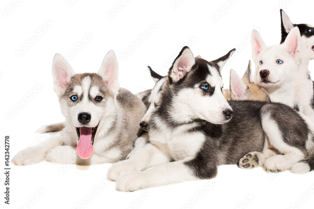 group of happy siberian husky puppies on white
