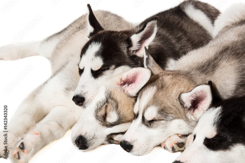 Cute little husky puppy isolated on white background Cute little husky puppy isolated on white background