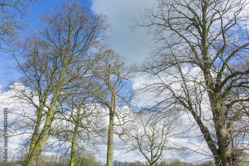 Bare trees against a blue sky white clouds, UK. Bare trees against a blue sky white clouds, UK.