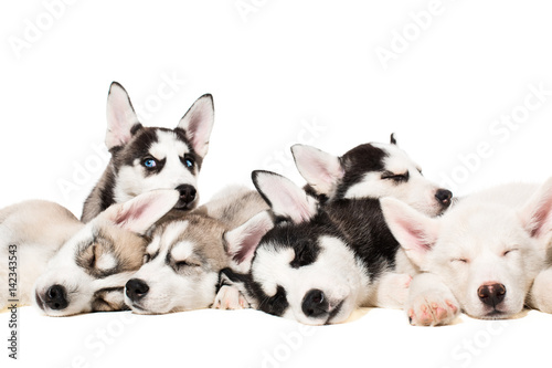 Siberian Husky puppies