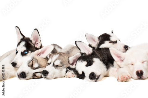 Siberian Husky puppies