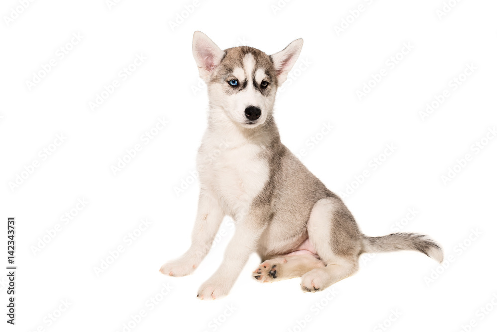 Obraz premium Cute little husky puppy isolated on white background