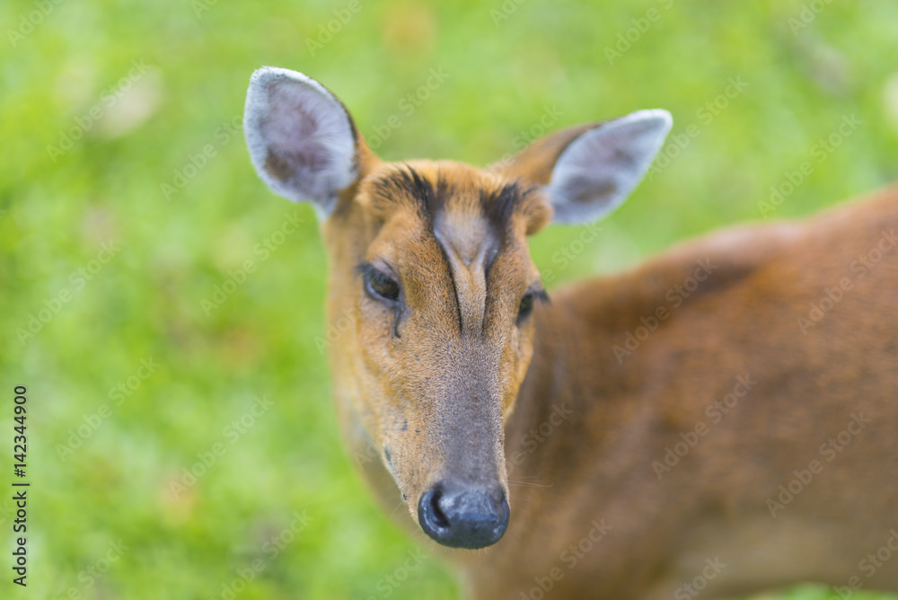 the barking deer with green background, Khao Yai National Park, Thailand the barking deer with green background, Khao Yai National Park, Thailand