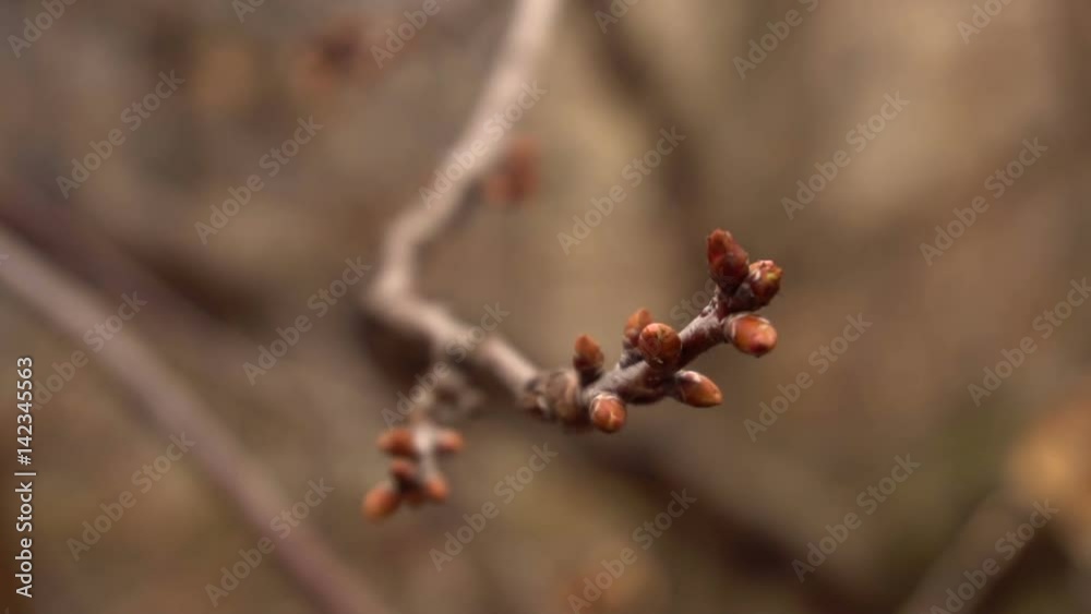 Swollen buds of fruit trees close-up Swollen buds of fruit trees close-up