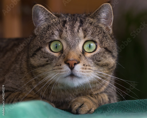 Fototapeta Naklejka Na Ścianę i Meble -  Portrait of a startled looking tabby cat with big round eyes