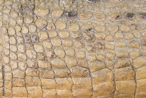 crocodile skin texture background, brown color