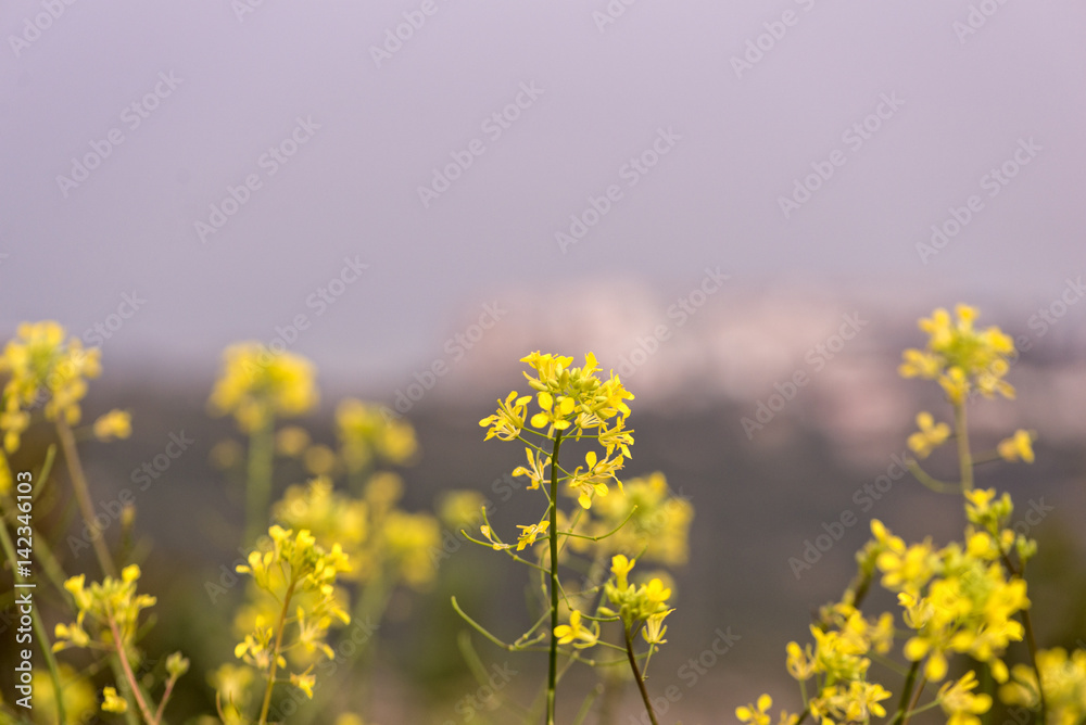 Macro photography of some yellow flowers