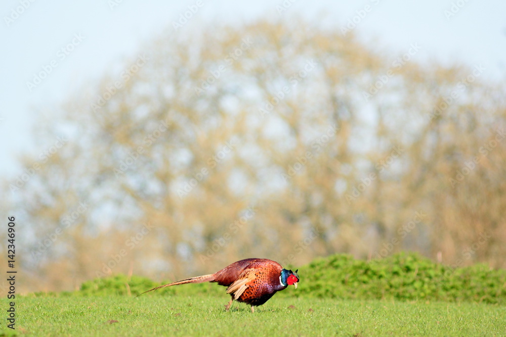 Fototapeta premium Landscape with wild pheasant on a grassland in Devon, England