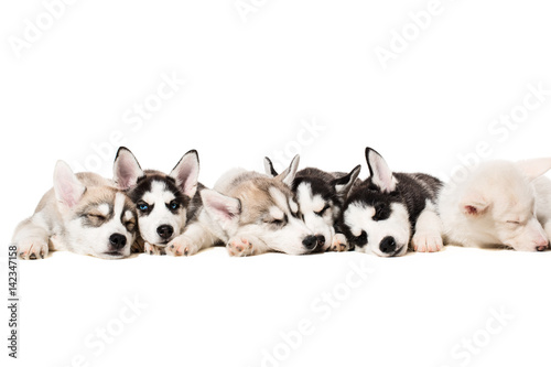Siberian Husky puppies © nazarovsergey