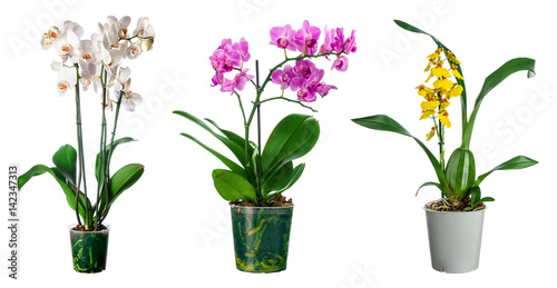 Set of orchid flowers in pot isolated photo