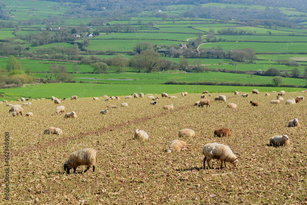 Fototapeta premium Herd of sheep graze on the farmland in Axe Valley around town of Seaton in Devon