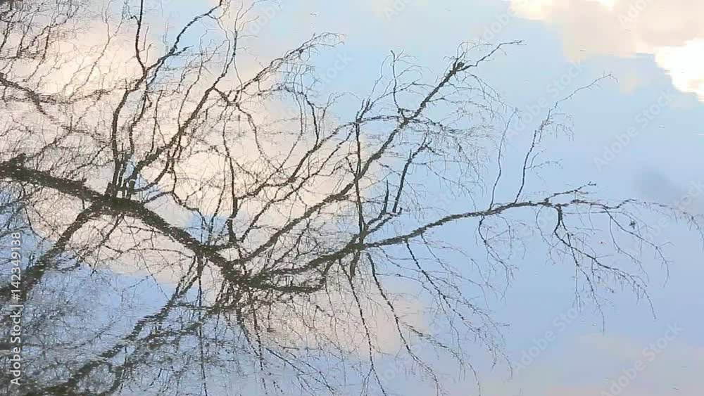 Clouds reflect on the lake, branches from the tree float on the surface of the lake, Clouds reflect on the lake, branches from the tree float on the surface of the lake,