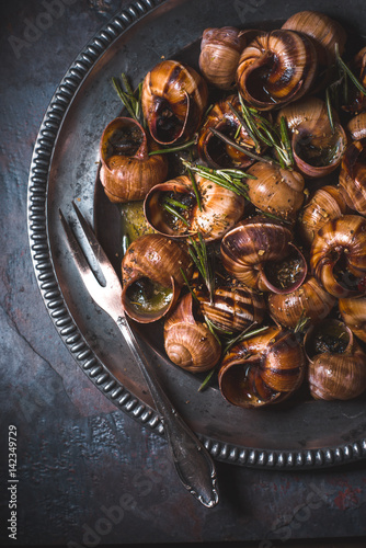 Burgundy snails with rosemary  on the stone background photo