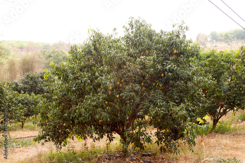 The Maprang or Mayongchid or Marian Plum and Plum Mango on tree , fruit of thailand . photo