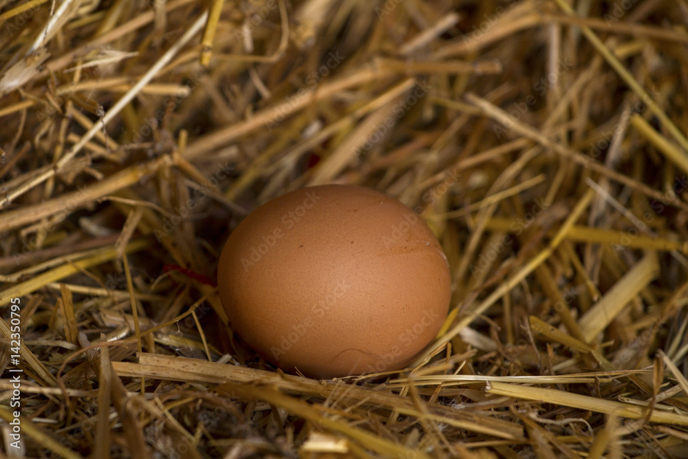 Egg